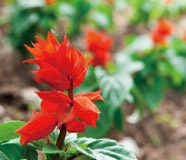 お店の周辺の花壇や季節の草花