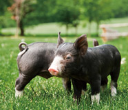 生後１ヶ月の子豚たち