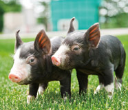 とっても仲良しな２匹