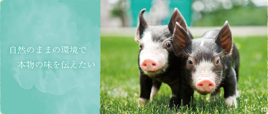 ほんとうに美味しい豚肉を食べたい。私の願いから始まった黒豚の飼育